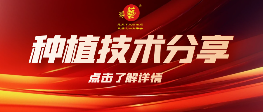 要想種出精品率高的胡蘿卜，這7點要注意！
